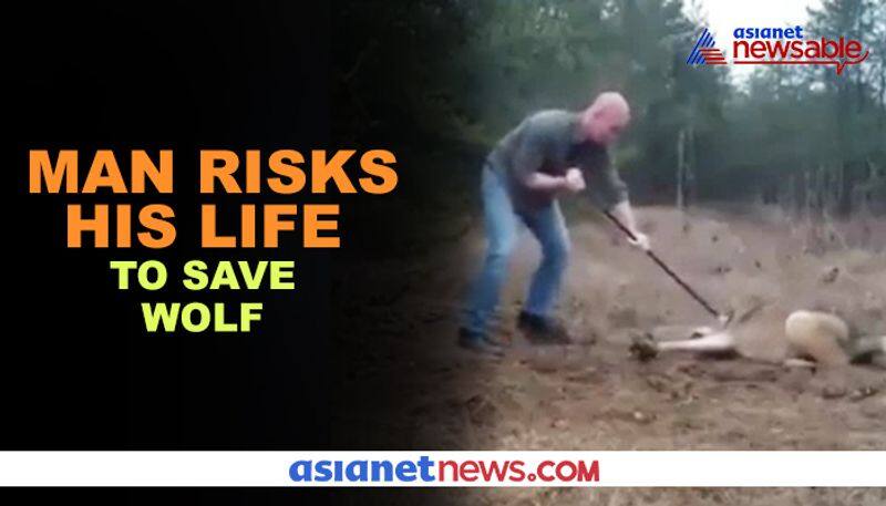 Man risks life to free wolf from incredible trap; video goes viral - gps