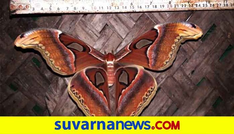 Rare Atlas Moth Found in Udupi