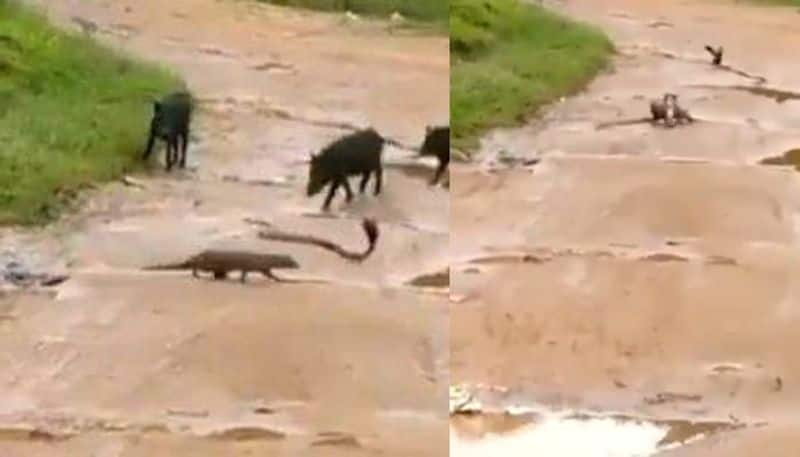 Cobra Saved From Killer Mongoose by  Pigs Video viral