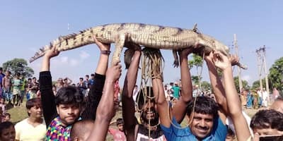 বর্ষার জলে নদীতে ভেসে এল ঘরিয়াল, শোরগোল রায়গঞ্জে