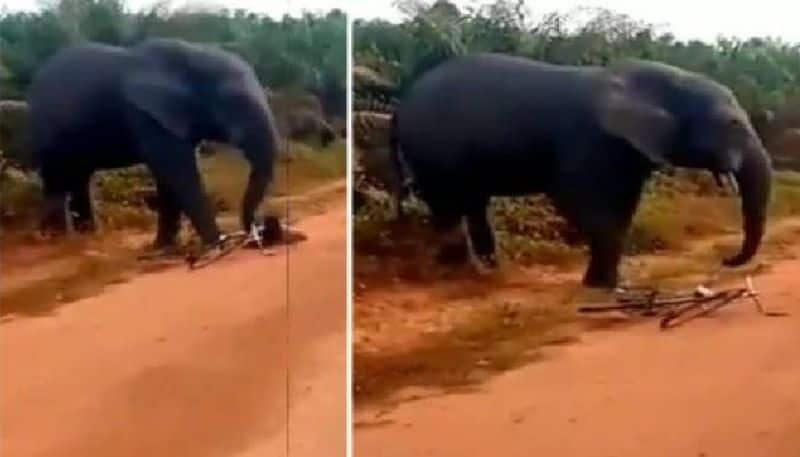 man escapes from an elephants attack video viral