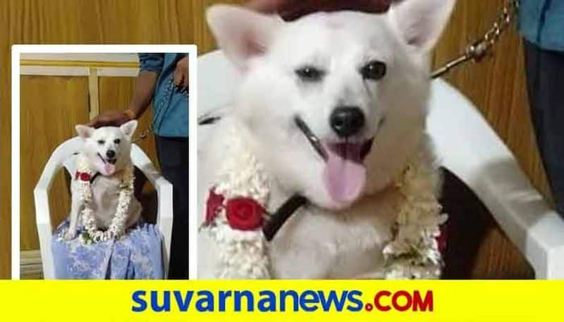 People Did Baby Shower Function Dog in Vijayapura