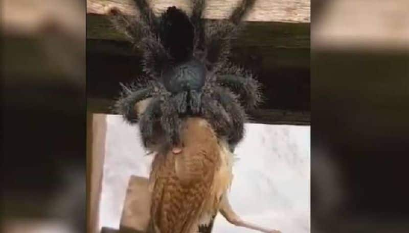 video of avicularia spider eating bird viral