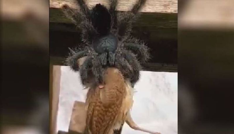 video of avicularia spider eating bird viral