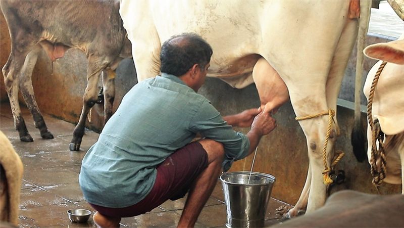 Special cow gives 4 litres milk everyday without birth in Uttar Pradesh ckm