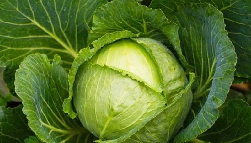 Price Drop Farmer Collapsed 2 Acres Of Cabbage in chikkamagaluru snr