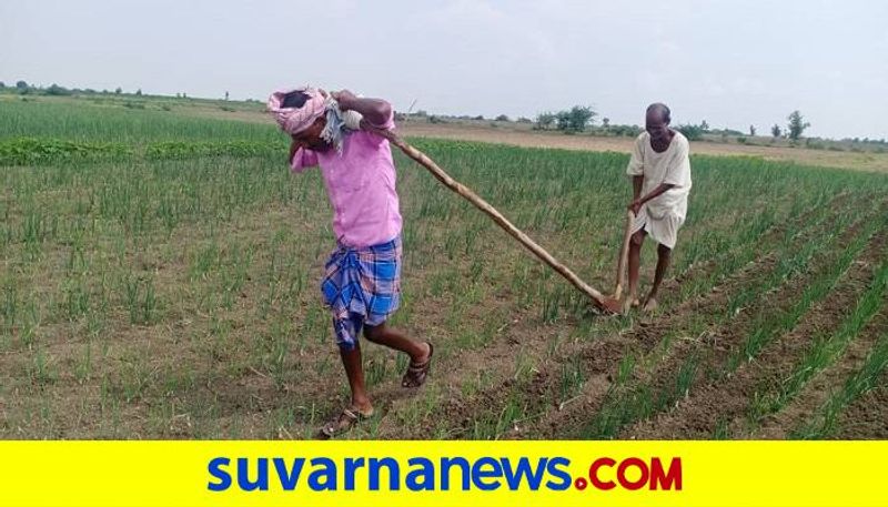 Guest Teacher Help To Father for Agriculture in Koppal