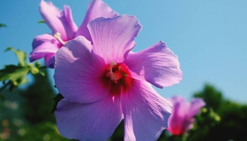 Blue Hibiscus Plant how to grow