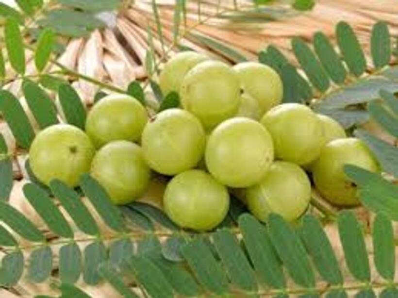 कोरोना संकट को देखते हुए योगी सरकार ने लखनऊ महोत्सव सहित कई कार्यक्रमों को किया रद्द