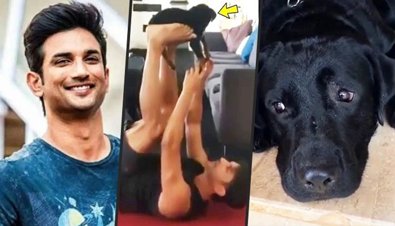 <p>Actor Sushant Singh Rajput's love for dogs was obvious in the way he used to treat his black Labrador named Fudge. We have seen many pictures and videos of Sushant and Fudge on the internet, which brought tears to our eyes.<br />
</p>
<p>Actor Sushant Singh Rajput's love for dogs was obvious in the way he used to treat his black Labrador named Fudge. We have seen many pictures and videos of Sushant and Fudge on the internet, which brought tears to our eyes.<br />
</p>