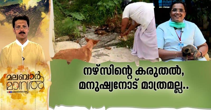 chithra abhayan palakkad nurse gives food to stray dogs