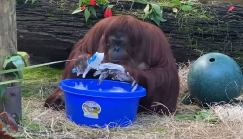 Orangutan cleans washes hand with soap water in viral video