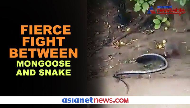 Watch Fierce fight between mongoose and snake; video goes viral - gps