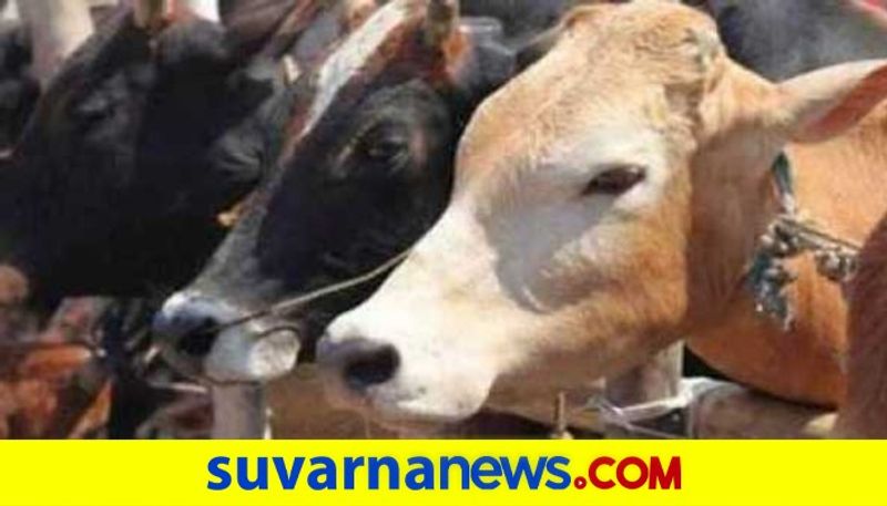 Radium Sticker to Cattle Horn in Uttara Kannada snr