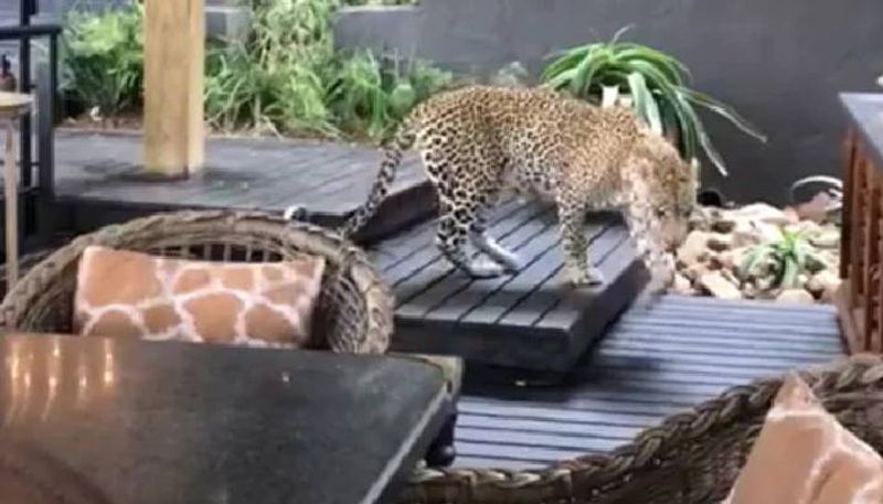 West Bengal Leopard cub goes missing from cage in East Burdwans zoological park-dbr