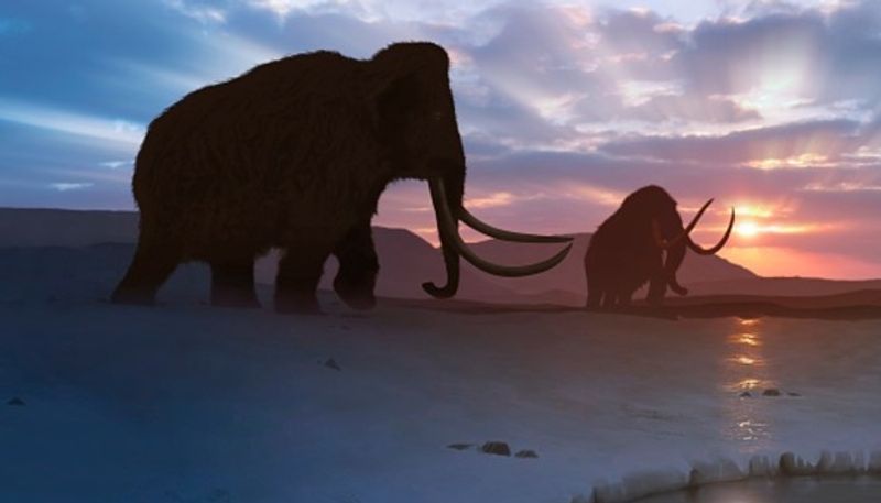 CIA to bring back woolly mammoth from extinction: All you need to know AJR