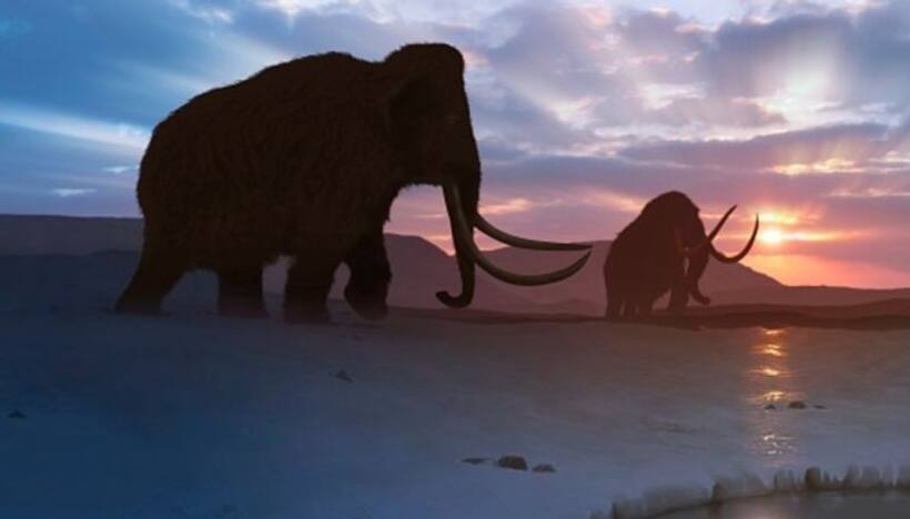 CIA is investing in project to bring woolly mammoth back from extinction