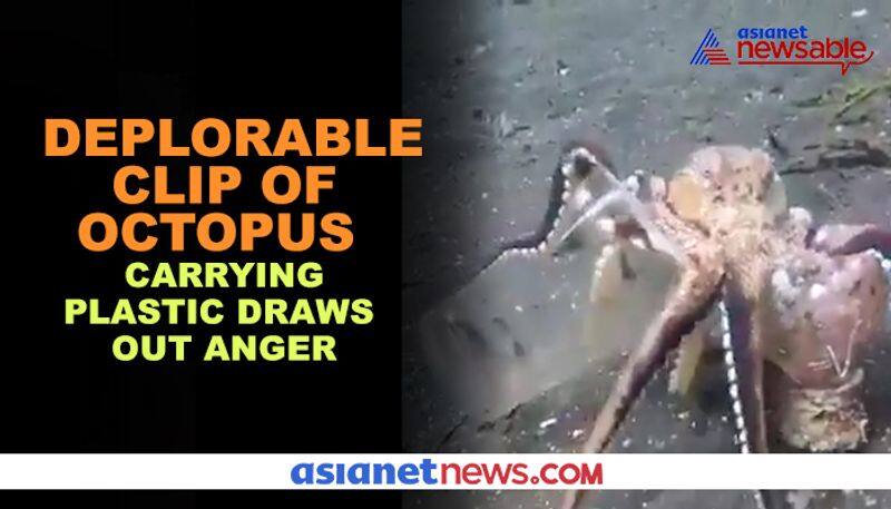 Video of octopus carrying plastic goes viral; Twitter users fume in anger - gps