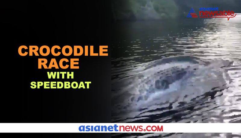 Watch Crocodile races with speedboat; find out who wins - gps