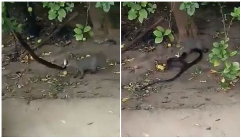 raising Video Of Fierce Fight Between Mongoose and Snake Goes Viral