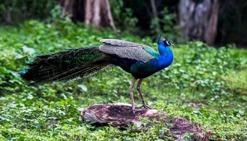 peacock found in 6500 feet Himalayan mountain, scientist issue concern 