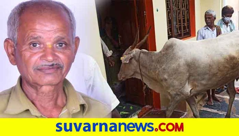 Cow see  of Veterinary Hospital staff Dead Body in Mulagund in Gadag district