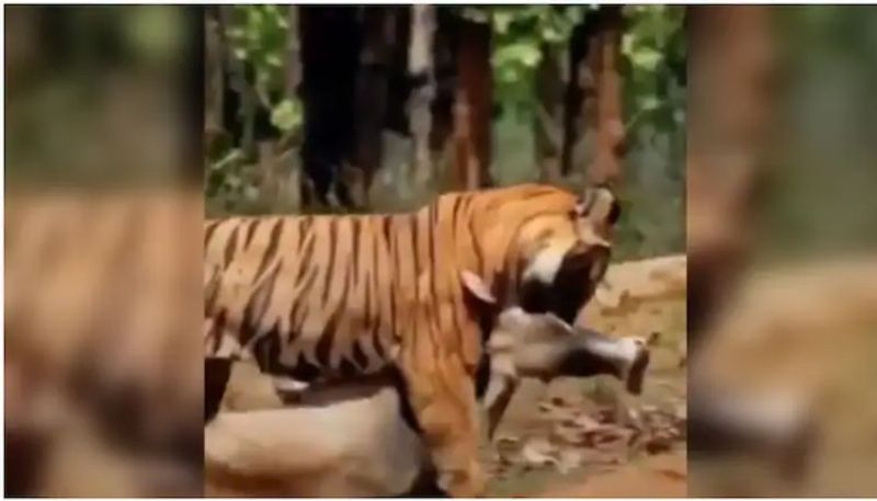 Tiger drags prey with his mouth  Rare video goes viral