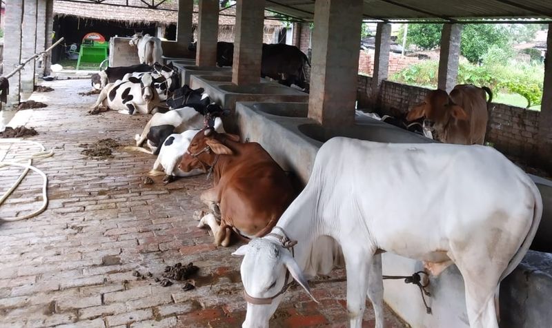 Neelavara Goshala Rehabilitation Centre Situated Near Udupi roo