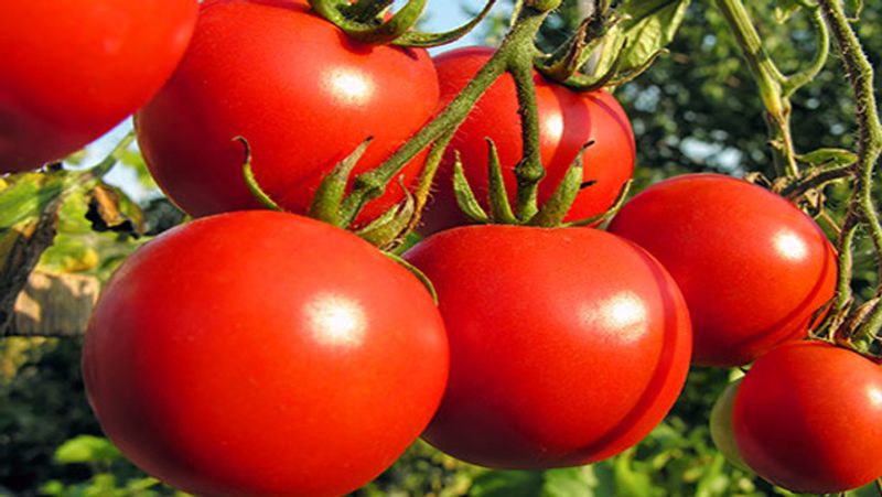 bumper price for Kolar Tomato