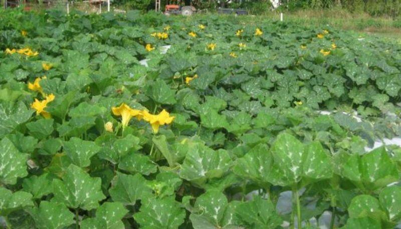 how to grow squash