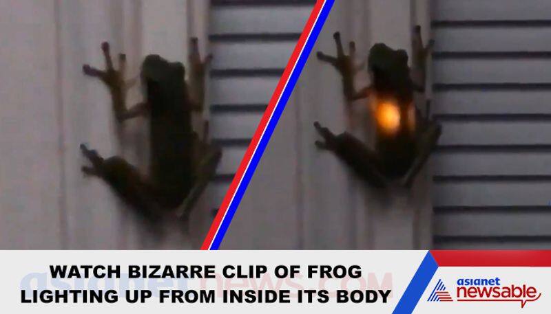 Frog swallows firefly: See what happened next in viral video - gps