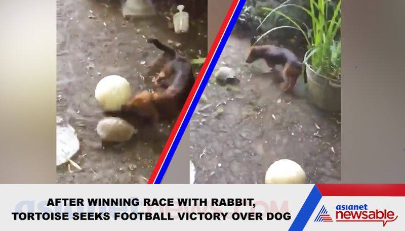 Dog plays football with tortoise; epic video goes viral - gps