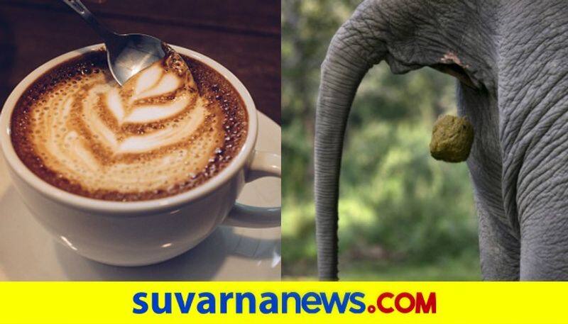 elephant poop coffee: Know about this highly expensive beverage