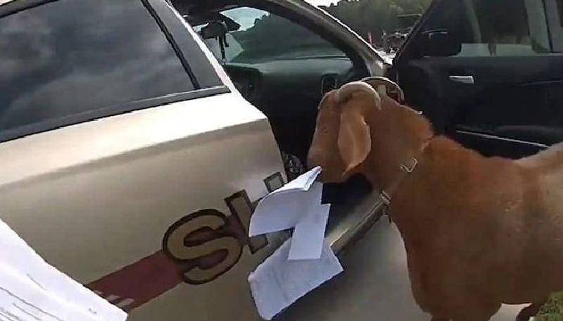 Goat Breaks Into Police Car and Eats Paperwork video viral