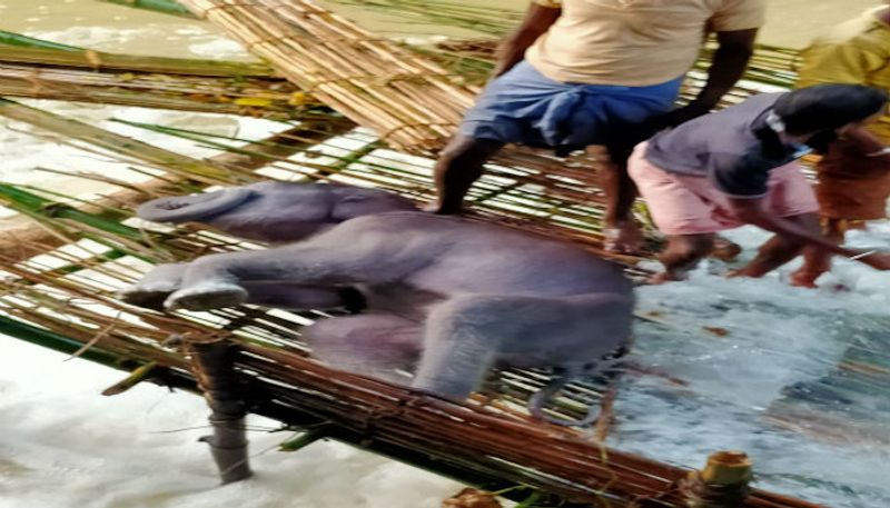 West Bengal: Carcass of elephant cub rescued by villagers from fishing net-dbr