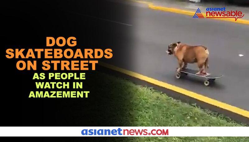 Dog skateboards on street; adorable video goes viral - gps