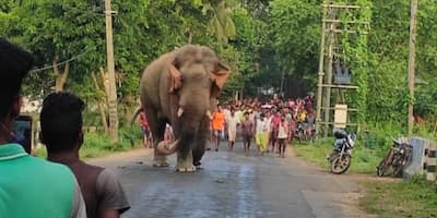 নদীতে মাছ ধরার ফাঁদে হস্তিশাবকের দেহ, চাঞ্চল্য গোয়ালতোড়ে