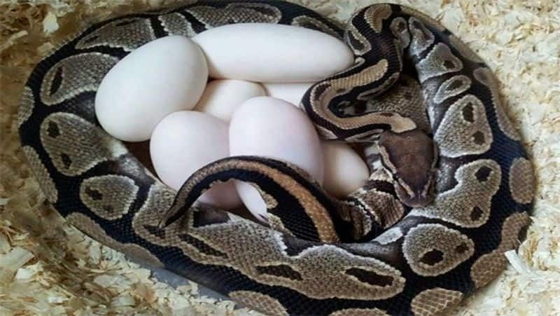 female ball python gives 7 eggs without any male partner