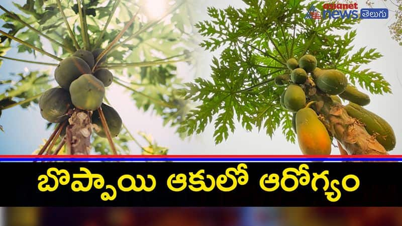 Papaya leaves- A miraculous herbal remedy for health issues