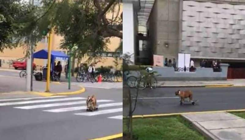 Dog skateboards on a street viral video