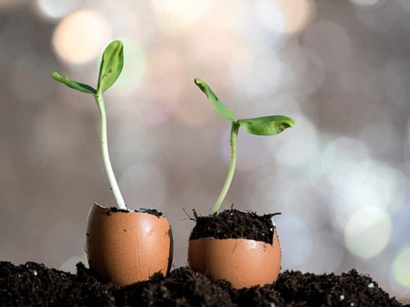 eggshell gardening tips