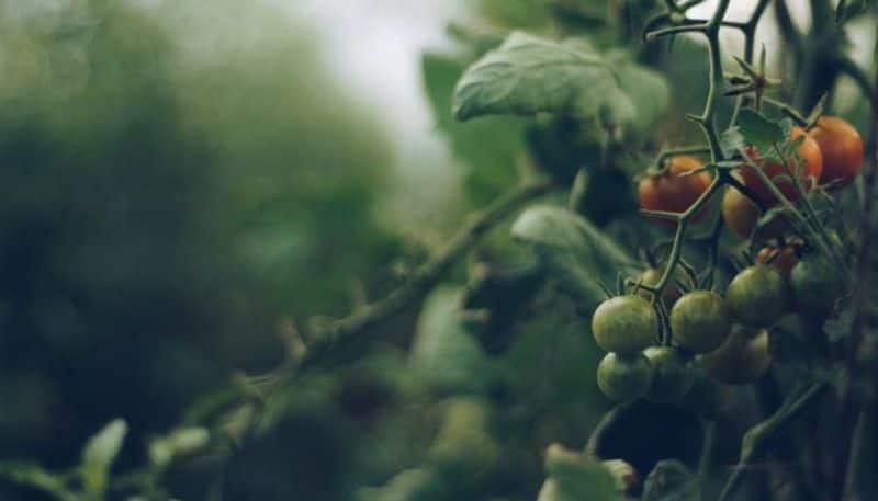 Viroid diseases In tomato plants