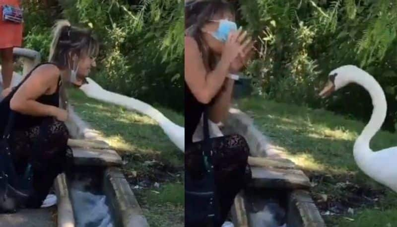 Swan makes a woman wear mask in viral video