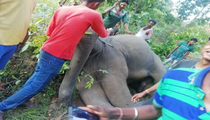 জঙ্গল লাগোয়া গ্রামে পূর্ণবয়স্ক হাতির দেহ উদ্ধার ঘিরে রহস্য, মেদিনীপুরে আতঙ্ক