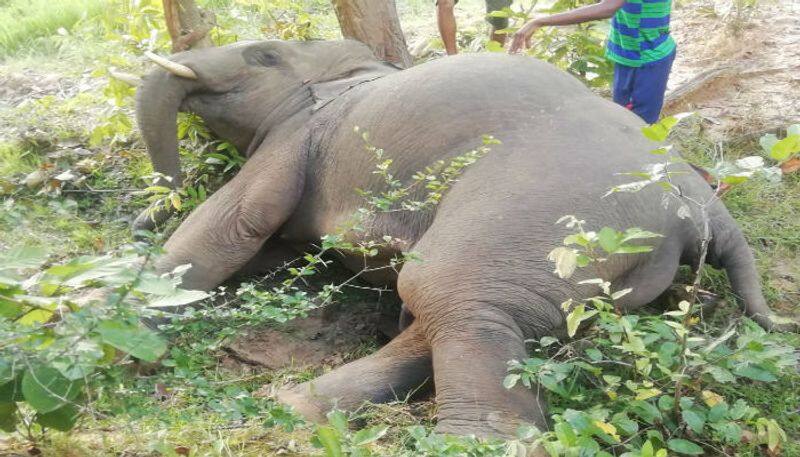 Herds of dead elephants in Botswana. shocking about cyanobacteria