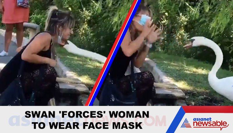 Swan 'forces' woman to wear face mask properly; video goes viral - gps