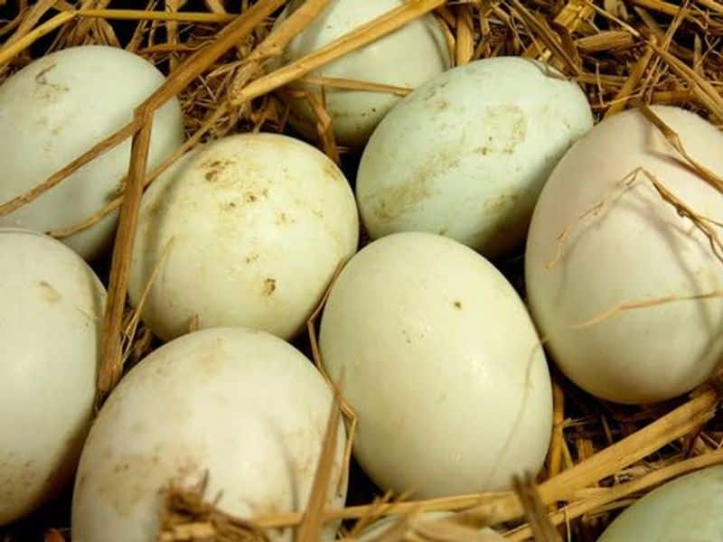 Move on from hen eggs: Different types of edible eggs that are nutritious and tasty-dnm