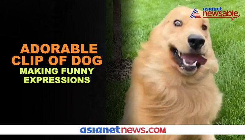 Dog makes hilarious expressions; video goes viral - gps