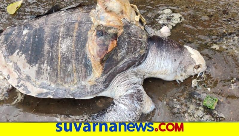 Rare pacific ridley Tortoise Found At Karwar