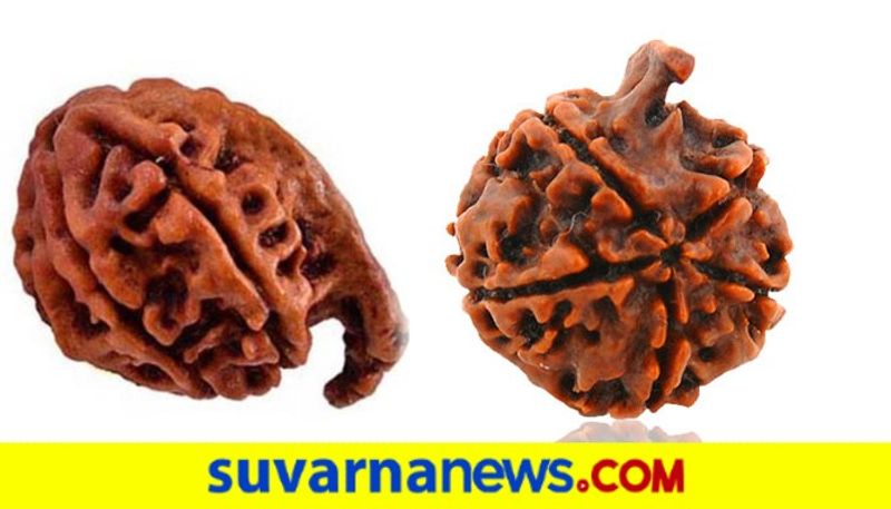 Wearing Ganesha Rudraksha is turns your luck